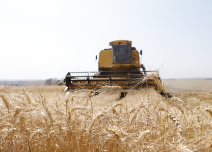 Colheita do Trigo
