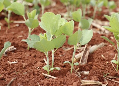 Vazio sanitário da soja já está valendo