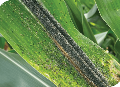 Monitoramento e manejo das principais pragas do milho 2ª safra 