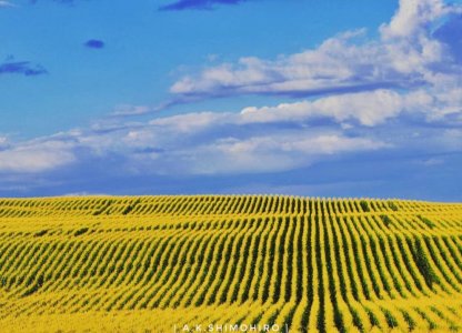 Manejo de doenças no milho 2ª safra