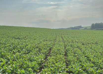 Panorama das lavouras de Soja Safra 2024/2025