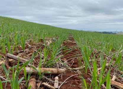 Principais doenças e insetos-praga na cultura do Trigo