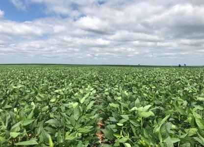 Com excelentes precipitações lavouras de soja apresentam boa recuperação