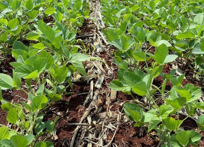 Plantio de soja safra 2024/25