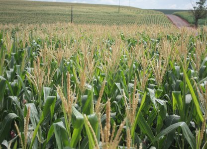 Panorama das lavouras de milho 2ª safra
