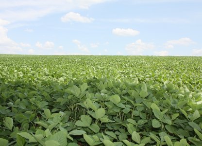 Lavouras de soja apresentam excelente desenvolvimento