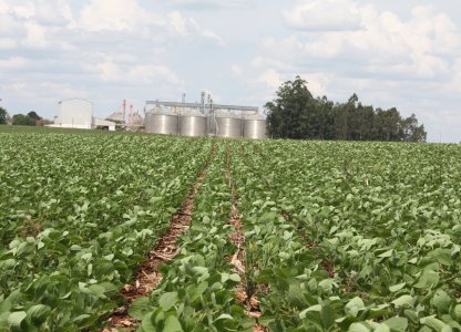 Lavouras de soja em pleno desenvolvimento