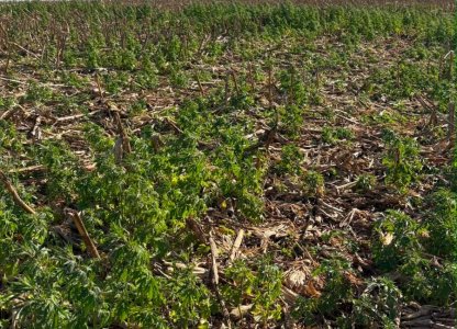 Dessecação pré-plantio: o primeiro passo para uma soja mais produtiva
