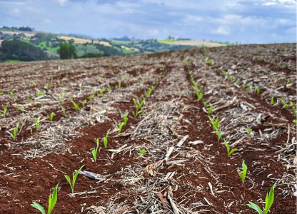 Boas práticas no manejo do Milho 2ª Safra