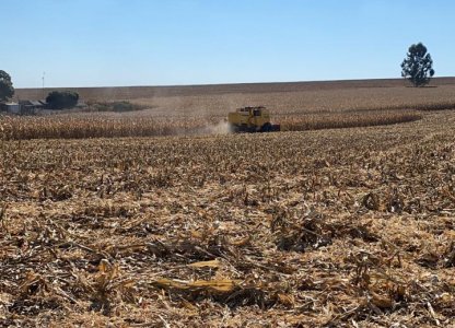 Colheita de Milho 2ª safra: a força do agricultor muito além da produção