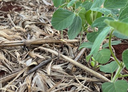 Manejo inicial na cultura da soja