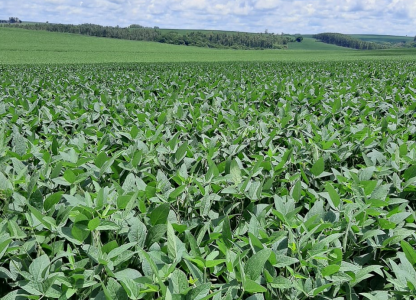 Retorno das chuvas traz boas expectativas para a Safra de Soja 2020/2021