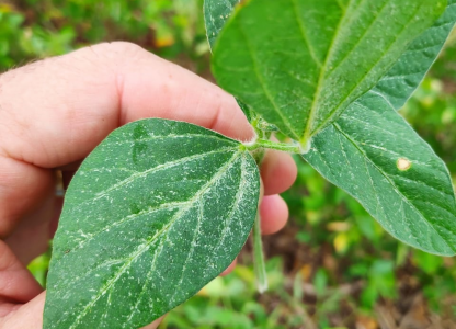 Tripes na cultura da soja