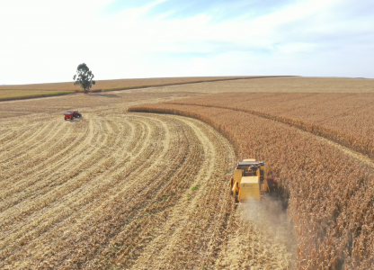 Colheita de milho 2ª safra na área de ação da Coagru