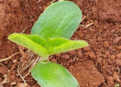 CORREÇÃO DE SOLO: GRANDE ALIADA DO HOMEM DO CAMPO