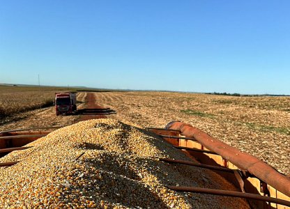 Colheita do milho 2ª safra