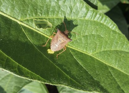 Início do Monitoramento de Pragas na Soja Safra 2020/2021