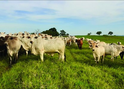 Produtos União possibilitam aos pecuaristas melhores resultados no período de inverno