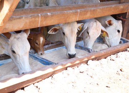 Orientação para suplementação no período de inverno