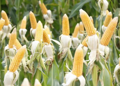 Coagru realiza Dias de Campo de Milho 2ª Safra nas unidades