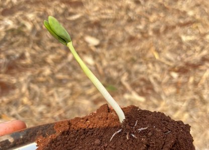 Plantio da Safra Verão 2021/2022