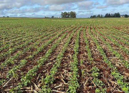 Produtores devem ficar atentos ao novo calendário do vazio sanitário da soja