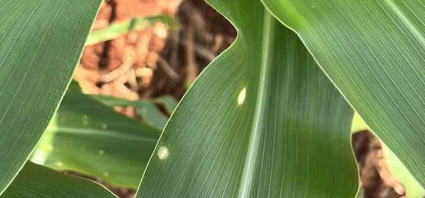 MANEJO DE DOENÇAS E O USO DE FUNGICIDAS PROTETORES NA CULTURA DO MILHO
