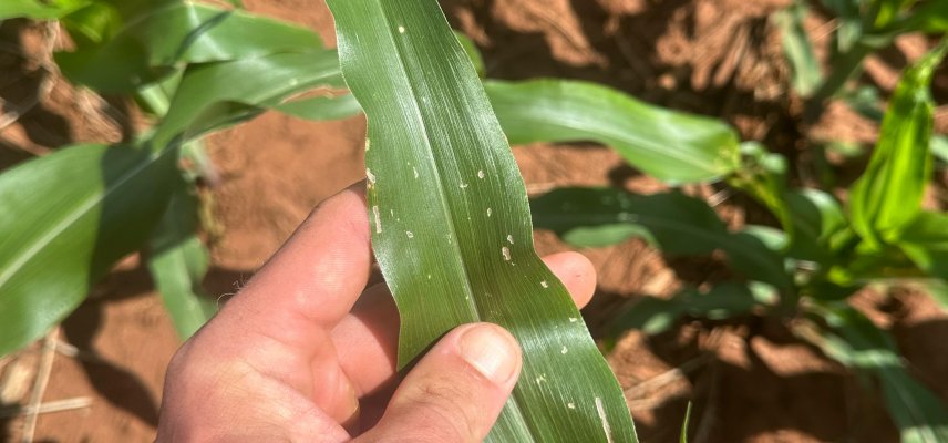 Manejo de doenças na cultura do milho 2ª safra