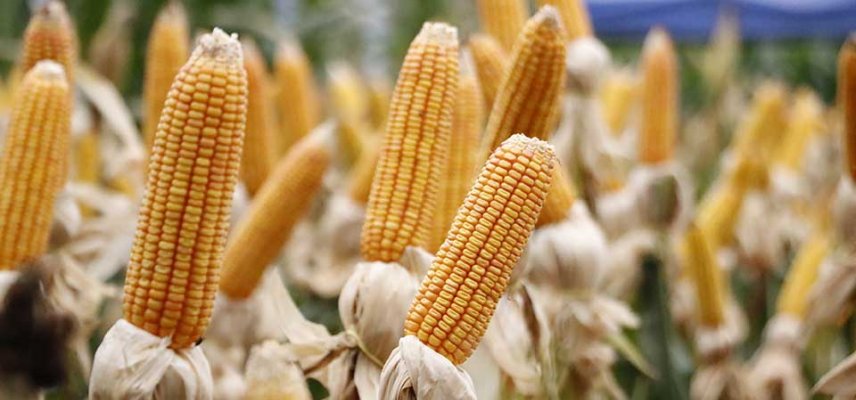 Panorama das lavouras de milho segunda safra na área de atuação da Coagru