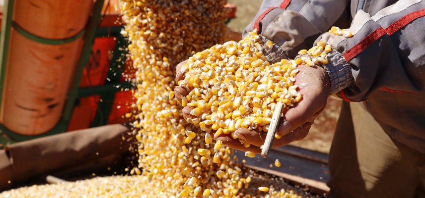 Elevadas produtividades animam os produtores de milho 2ª safra