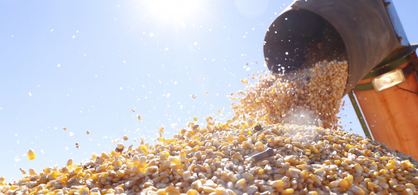 Cuidados na colheita do Milho 2ª Safra