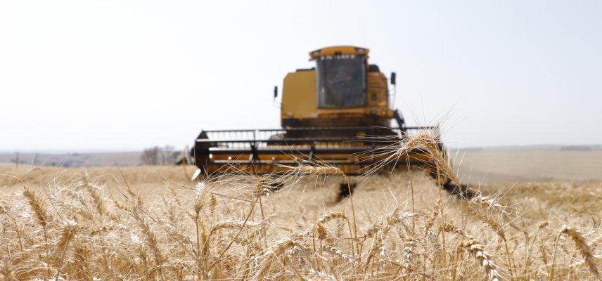 Colheita do Trigo