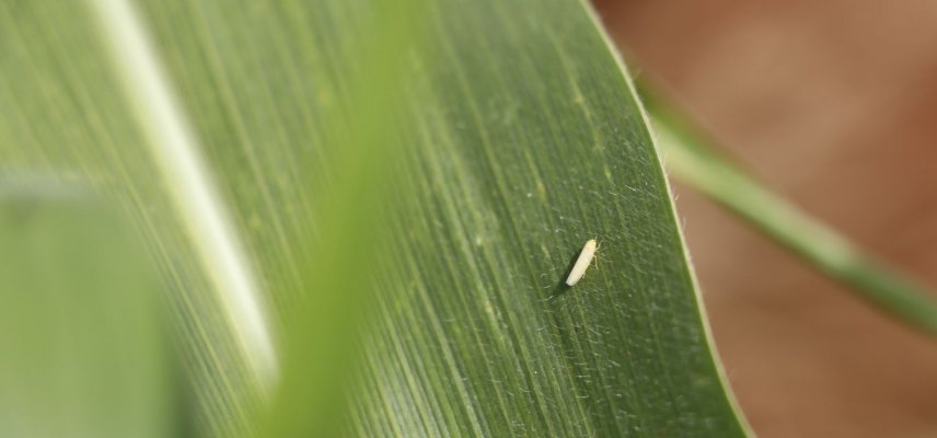 Manejo de Cigarrinhas no Milho