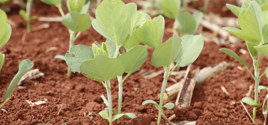 Vazio sanitário da soja já está valendo