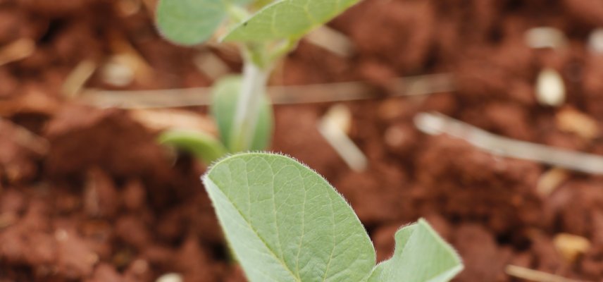 Pré-plantio de soja