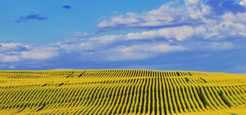 Manejo de doenças no milho 2ª safra