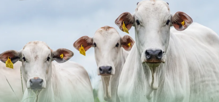 Atualização obrigatória de rebanhos termina em 30 de junho no Paraná