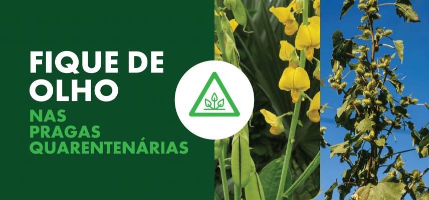 Pragas Quarentenárias: Cuidados no Sistema Produtivo