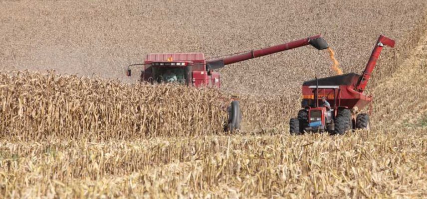 CUIDADOS NA OPERAÇÃO DE COLHEITA DO MILHO 2ª SAFRA
