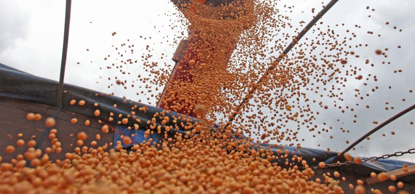 EXPECTATIVAS PARA A SAFRA VERÃO 2019/2020