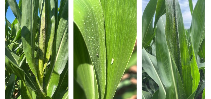 Manejo do pulgão na cultura do milho