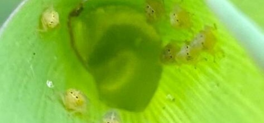 CONTROLE DE CIGARRINHAS