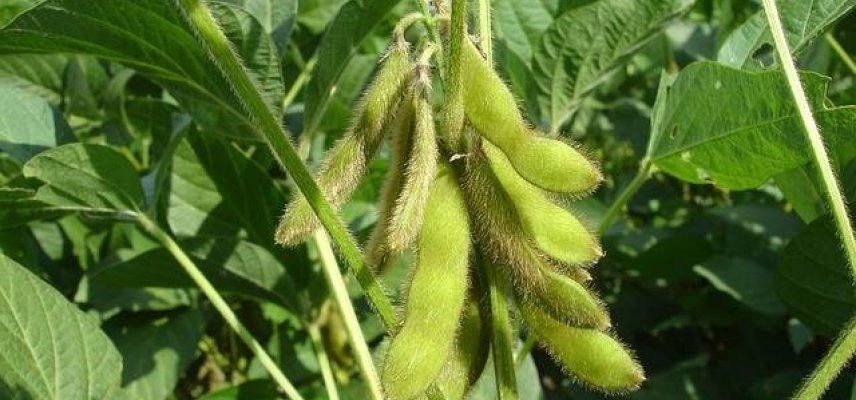 Lavouras de soja apresentam recuperação