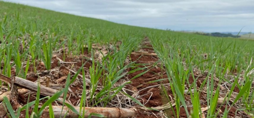 Principais doenças e insetos-praga na cultura do Trigo