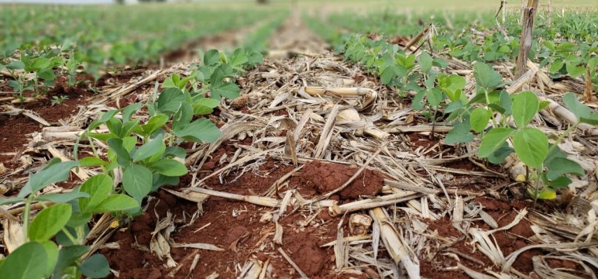 Cuidados nas aplicações de defensivos agrícolas