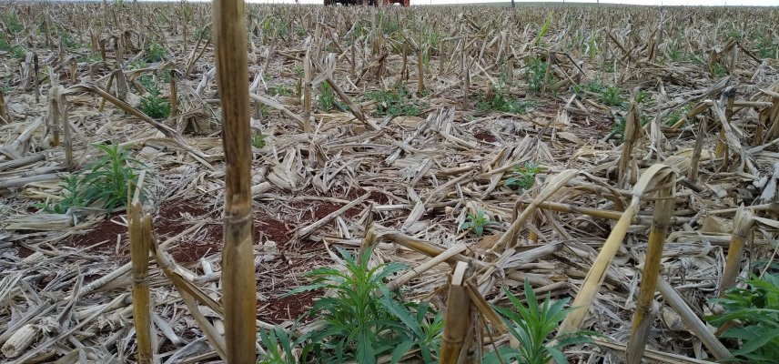 Adoção de Herbicidas Pré-emergentes no Manejo de Plantas Daninhas