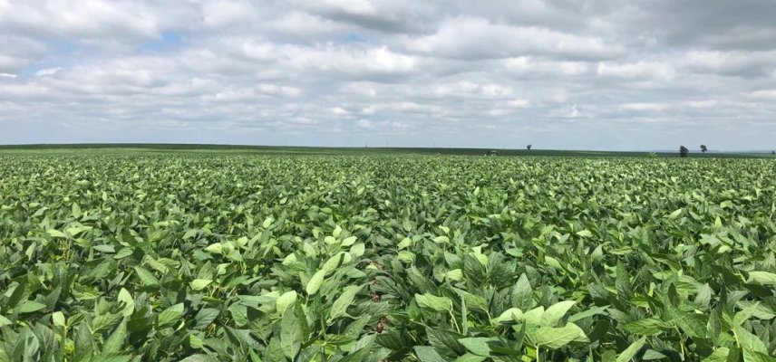 Com excelentes precipitações lavouras de soja apresentam boa recuperação