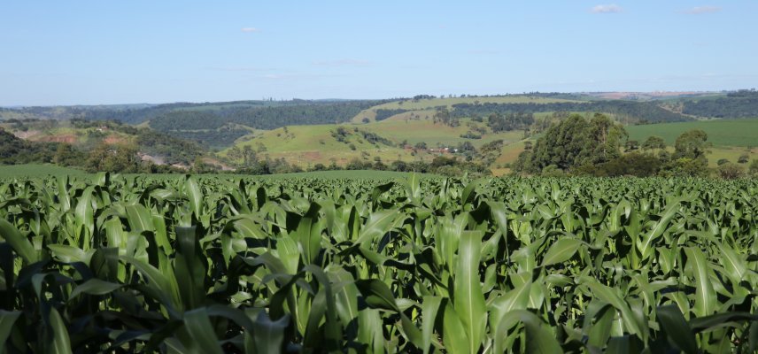 MILHO 2ª SAFRA 2022