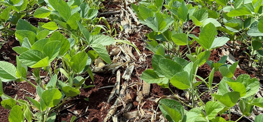 Plantio de soja safra 2024/25