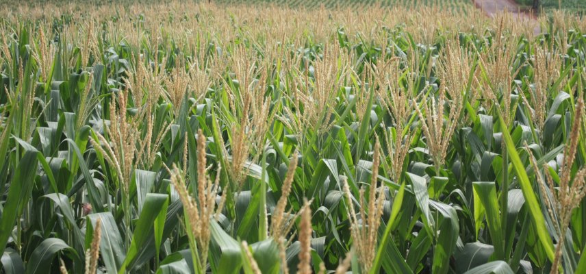 Panorama das lavouras de milho 2ª safra